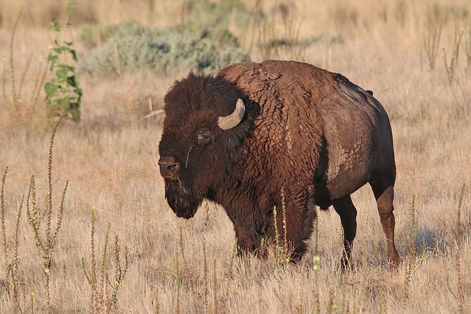 Great Salt Lake Birding and Nature Adventure - Antelope Island brings bison into the picture