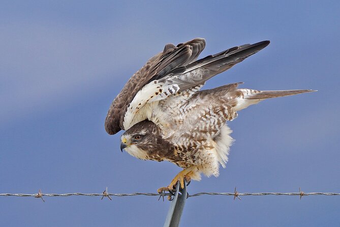 Great Salt Lake Birding and Nature Adventure - The guide can make or break the morning