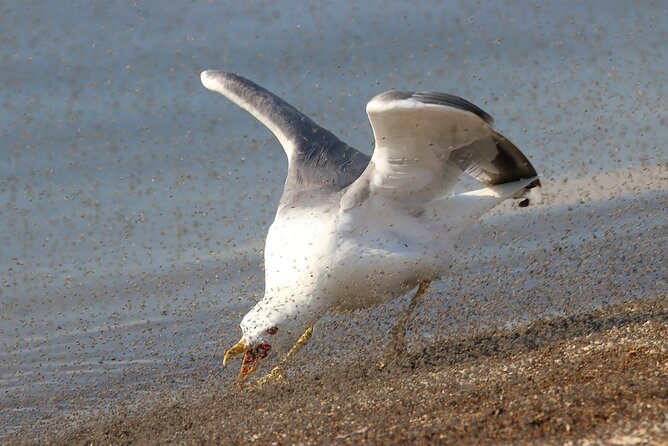 Great Salt Lake Birding and Nature Adventure - What the $179 price includes