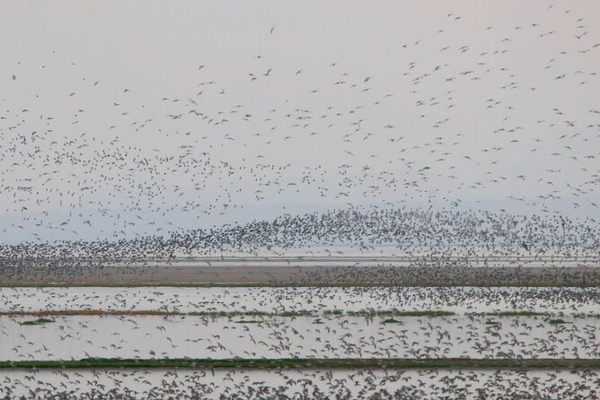 Great Salt Lake Birding and Nature Adventure - Who should book this experience