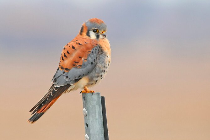 Great Salt Lake Birding and Nature Adventure - When to go and what to bring
