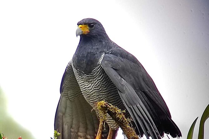 Guided Birding Photography Experience - Why Mindo is such a strong birding base