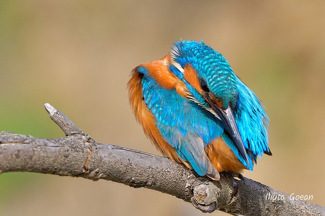 Guided Birdwatching day trip to the Danube Delta - private program - Starting in Tulcea and setting out early