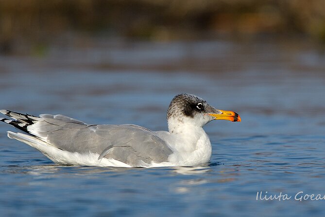 Guided Birdwatching day trip to the Danube Delta - private program - What the guide and captain add