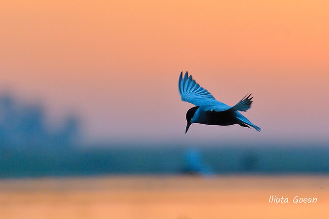 Guided Birdwatching day trip to the Danube Delta - private program - Lunch, villages, and optional forest trips