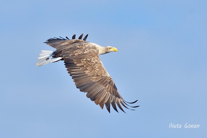 Guided Birdwatching day trip to the Danube Delta - private program - Cost and who gets the best value
