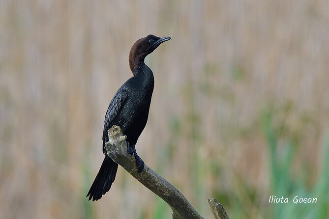 Guided Birdwatching day trip to the Danube Delta - private program - What to pack for a comfortable day
