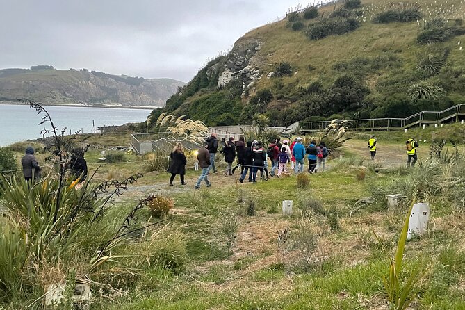Guided Evening Penguin Viewing Otago Peninsula, Dunedin, New Zealand - Is the $34.13 price good value?