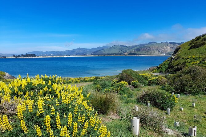Guided Evening Penguin Viewing Otago Peninsula, Dunedin, New Zealand - Who will enjoy this evening most?