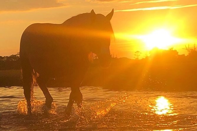 Guided Kayak Tour to see ponies, birds, dolphins and more - Is $75 a fair price?