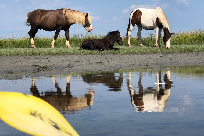Guided Kayak Tour to see ponies, birds, dolphins and more - Paddling toward Assateague’s ponies