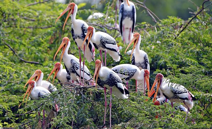 Guided Keoladeo Bird National Park Tour in Bharatpur from Jaipur - Key points to know before booking