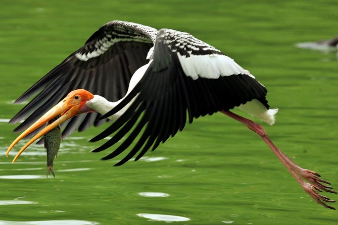 Guided Keoladeo Bird National Park Tour in Bharatpur from Jaipur - Why Keoladeo is worth the long ride from Jaipur