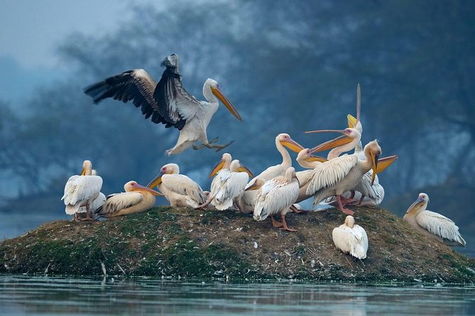 Guided Keoladeo Bird National Park Tour in Bharatpur from Jaipur - The lunch stop and return to Jaipur