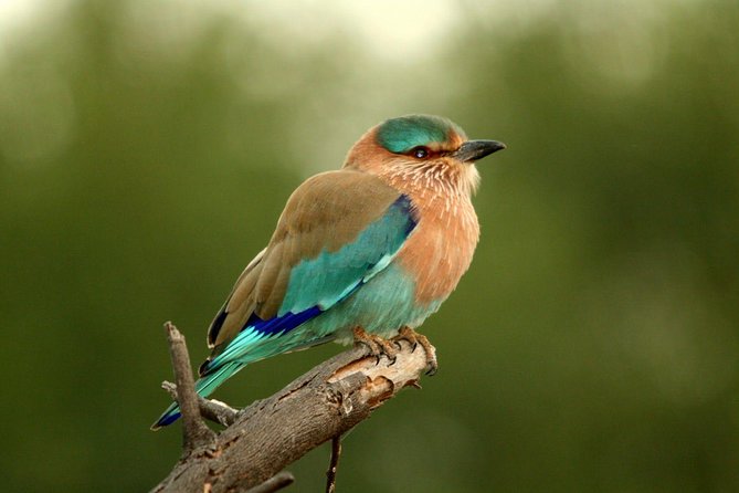Guided Keoladeo Bird National Park Tour in Bharatpur from Jaipur - The 6am departure and the road to Bharatpur