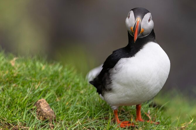 Guided Puffin Safari Boat Tour - Why This One-Hour Boat Ride Works
