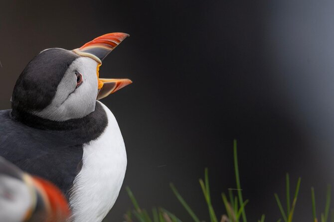 Guided Puffin Safari Boat Tour - Tindhólmur and the Main Puffin Stop