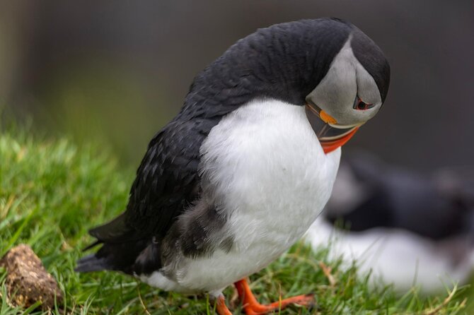 Guided Puffin Safari Boat Tour - Drangarnir from a Close Coastal Angle