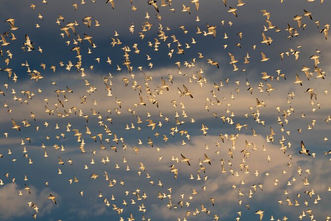 Guided Tour at Pukorokoro Shorebird Centre - Key points to know before you go