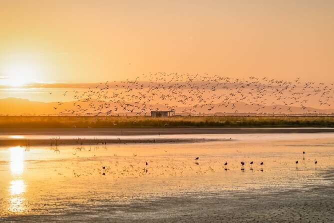 Guided Tour at Pukorokoro Shorebird Centre - Practical planning for an Auckland visit
