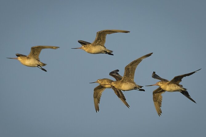 Guided Tour at Pukorokoro Shorebird Centre - Telescopes turn distant birds into a real lesson