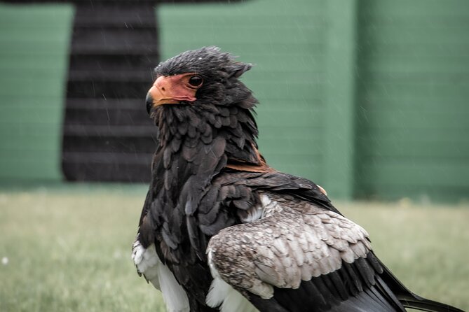 Guided Tour of Aillwee Cave and Visit to the Birds of Prey Centre - Price, group size, and practical details