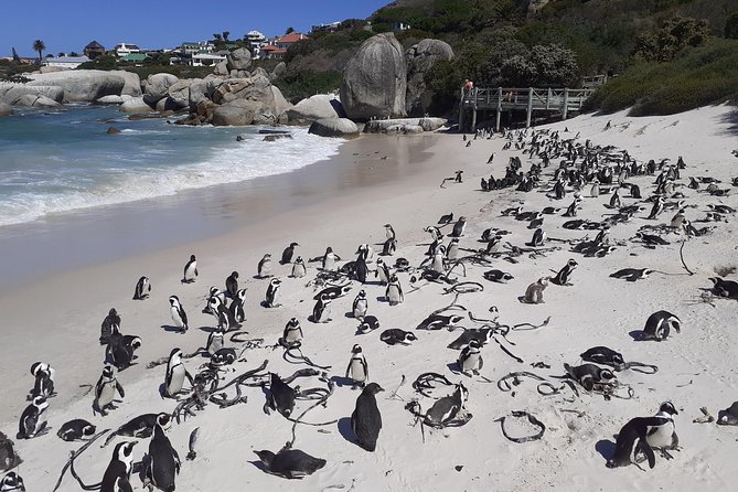 Half day African Penguin Tour - A possible Noordhoek Farm Village stop