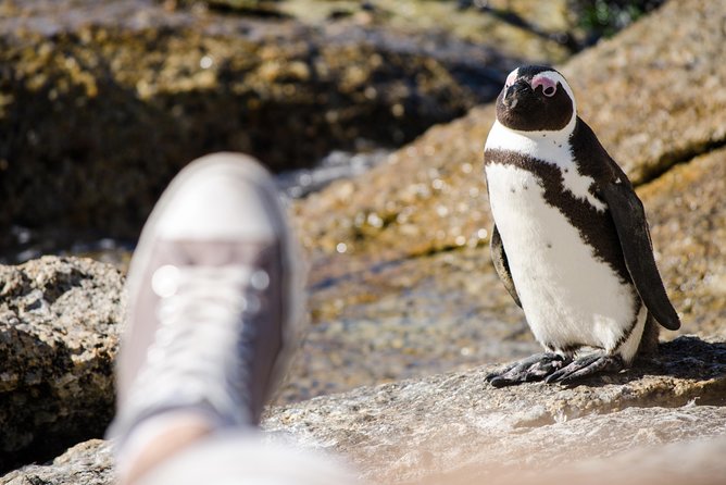 Half day am or pm Boulders Beach & Penguins with visit to Cape Point Great tour - From Clifton and Camps Bay to Hout Bay