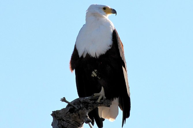 Half-Day Birding Tour of Livingstone - Key points at a glance