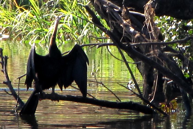 Half-Day Birding Tour of Livingstone - Why this short Livingstone safari works