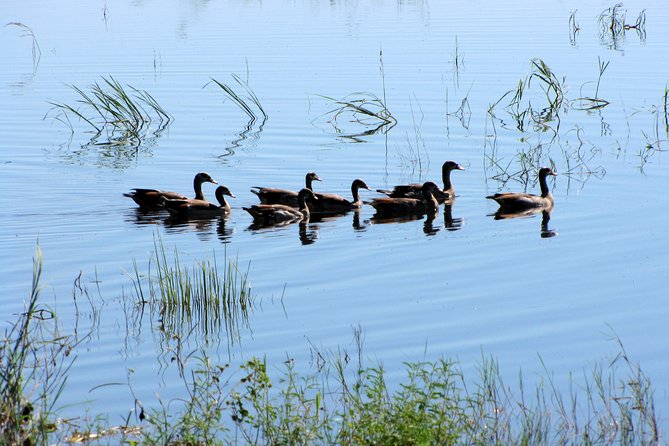 Half-Day Birding Tour of Livingstone - The birds worth putting on your list