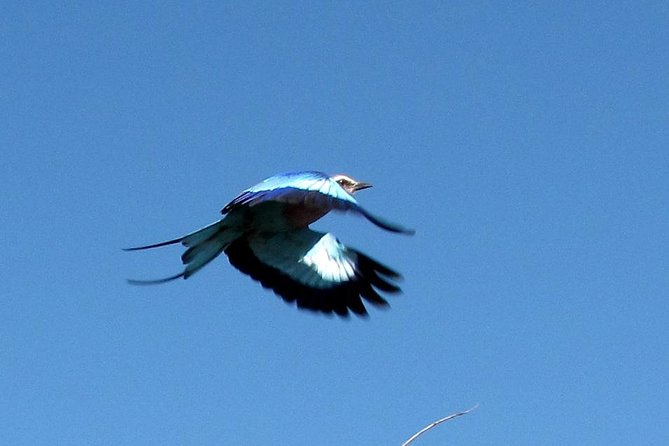 Half-Day Birding Tour of Livingstone - A guide who adds more than bird names