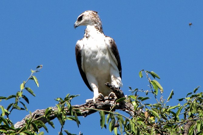 Half-Day Birding Tour of Livingstone - How the three hours are likely to feel