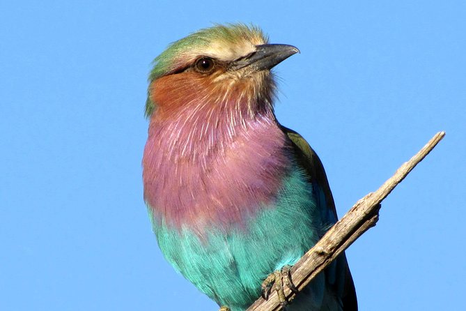 Half-Day Birding Tour of Livingstone - Is $90 a fair price?