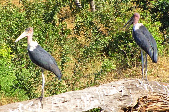 Half-Day Birding Tour of Livingstone - What to bring and who will enjoy it