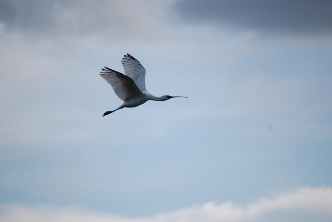 Half-Day Birding Tour of Livingstone - Mosi-oa-Tunya’s river, wetlands, and woodland