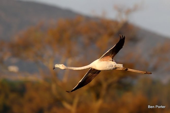 Half-day birdwatching around Faro - Walking the Ludo saltpans at Quinta do Lago South