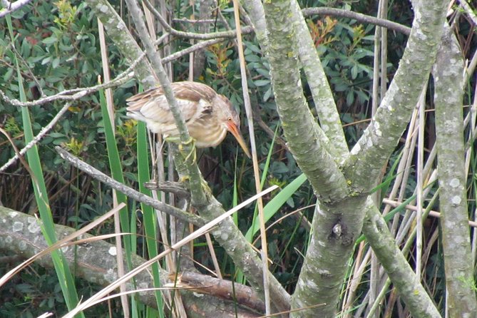 Half-day birdwatching around Faro - Guillaume’s guiding style