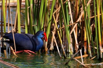 Half-day birdwatching around Faro