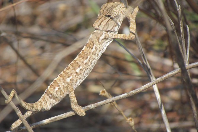Half-day birdwatching around Faro - Is $98.33 a fair price?