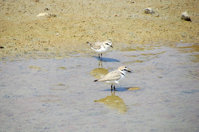 Half-day birdwatching around Faro - Who should book this experience?