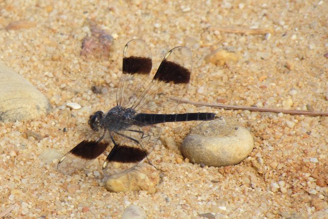 Half-day birdwatching around Faro - Meeting point, group size, and practical planning