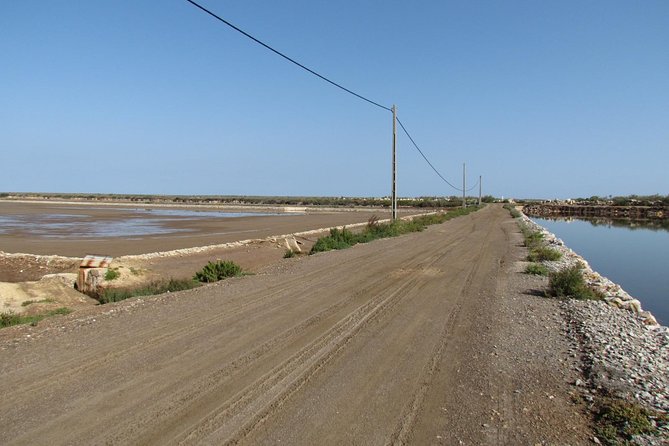 Half-day birdwatching around Tavira - From Lagos to the Santa Luzia saltpans
