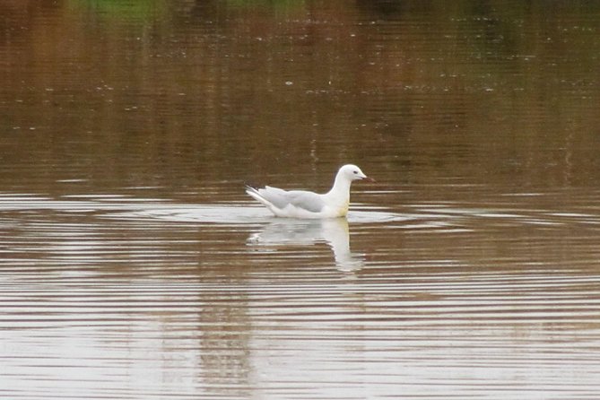 Half-day birdwatching around Tavira - Gui and the value of a skilled guide