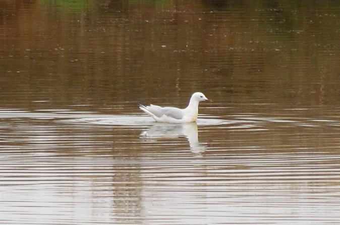 Half-day birdwatching around Tavira - Telescope included, binoculars optional