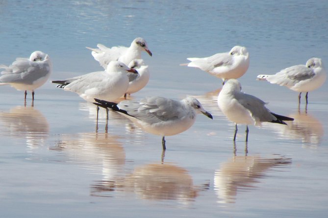 Half-day birdwatching around Tavira - Is $120.48 a fair price?