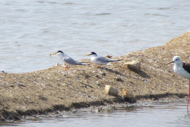 Half-day birdwatching around Tavira - Weather, flexibility, and practical planning