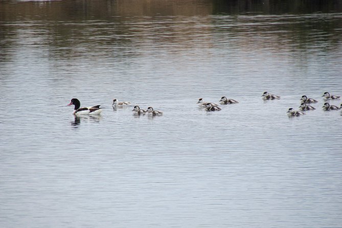 Half-day birdwatching around Tavira - Who will enjoy this outing most?
