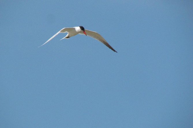 Half-day birdwatching at Alvor dunes - A quiet way to see the Alvor dunes