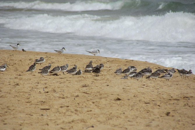 Half-day birdwatching at Alvor dunes - Why the guide makes a difference